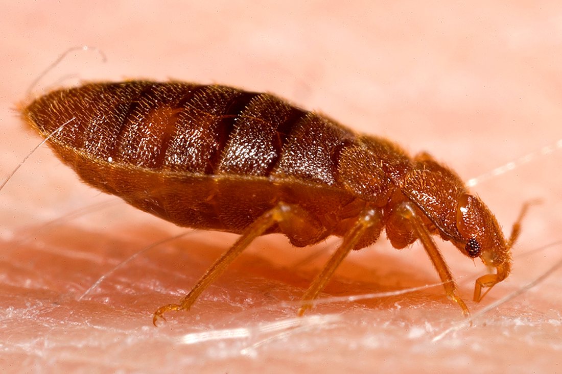 Side view of a flat reddish-brown bed bug feeding on human skin