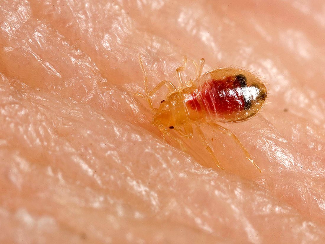 Top view of a small pale bed bug nymph on human skin with its abdomen filling red