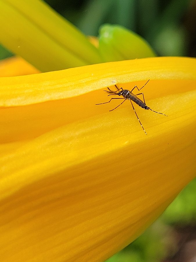 Aedes aegypti and Aedes albopictus, the insect that causes a aedes mosquito bite