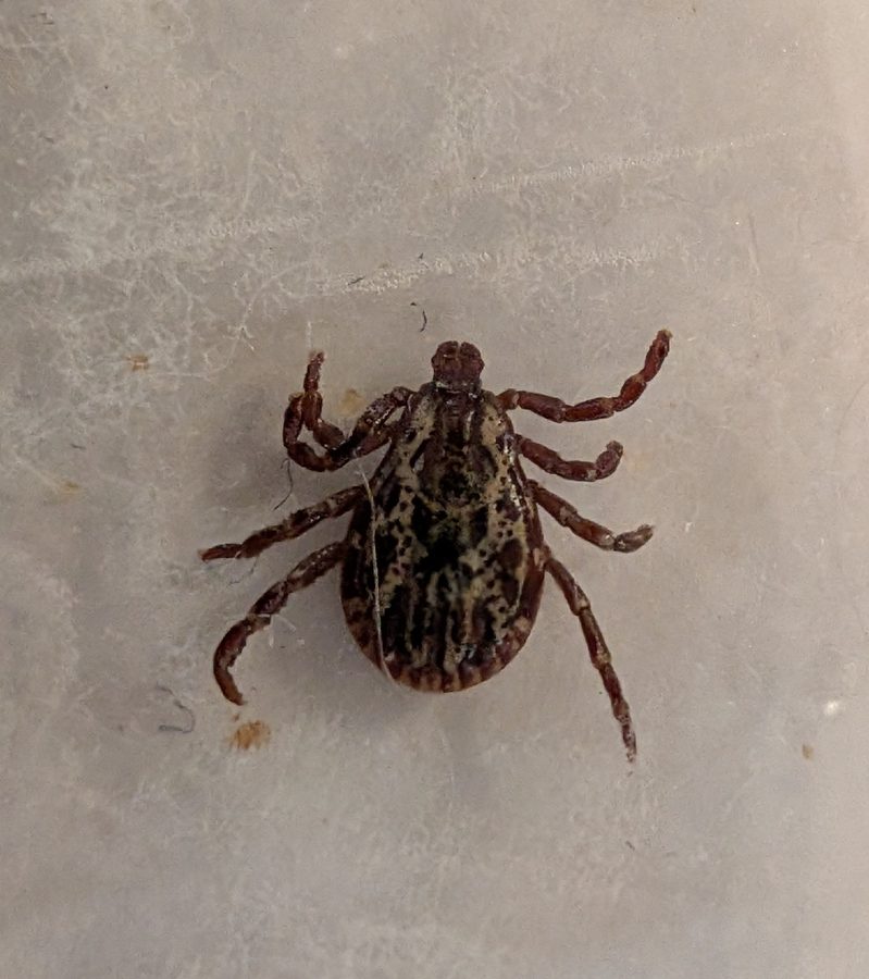 Dermacentor variabilis, the insect that causes a american dog tick bite