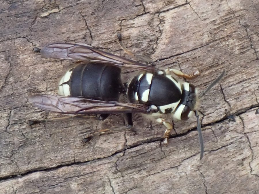 Dolichovespula maculata, the insect that causes a bald-faced hornet sting
