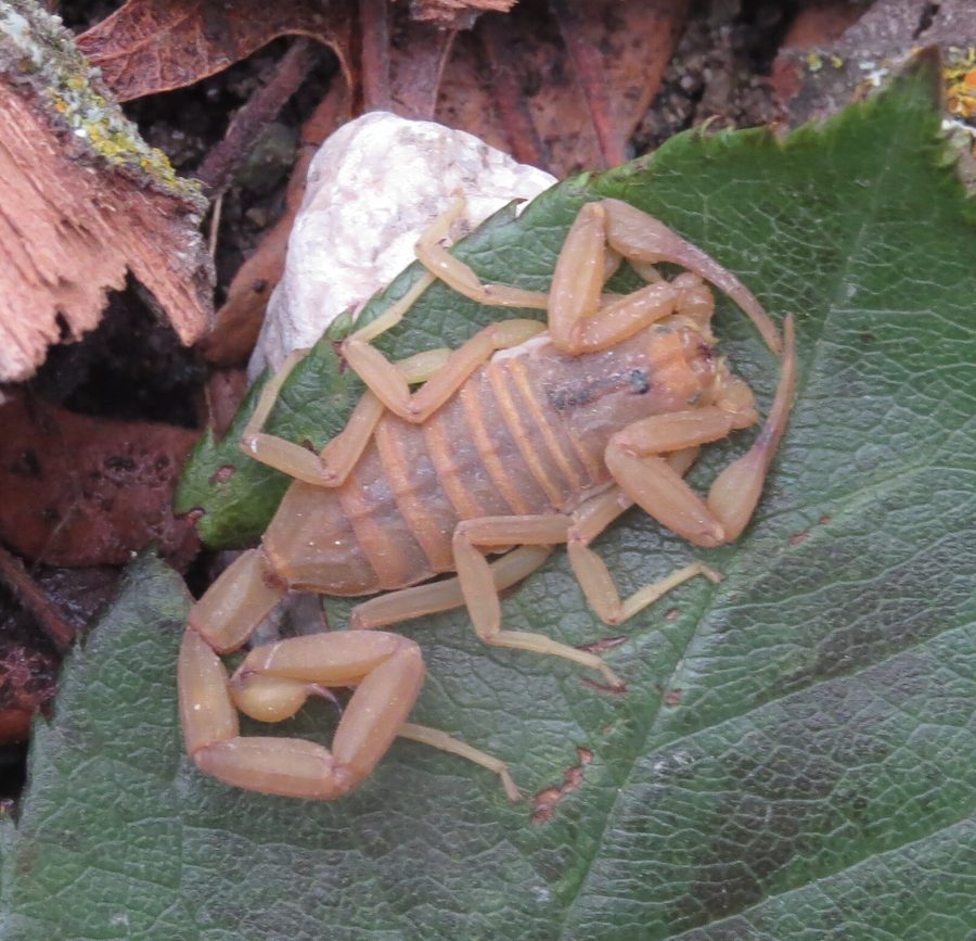 Centruroides sculpturatus, the insect that causes a bark scorpion sting