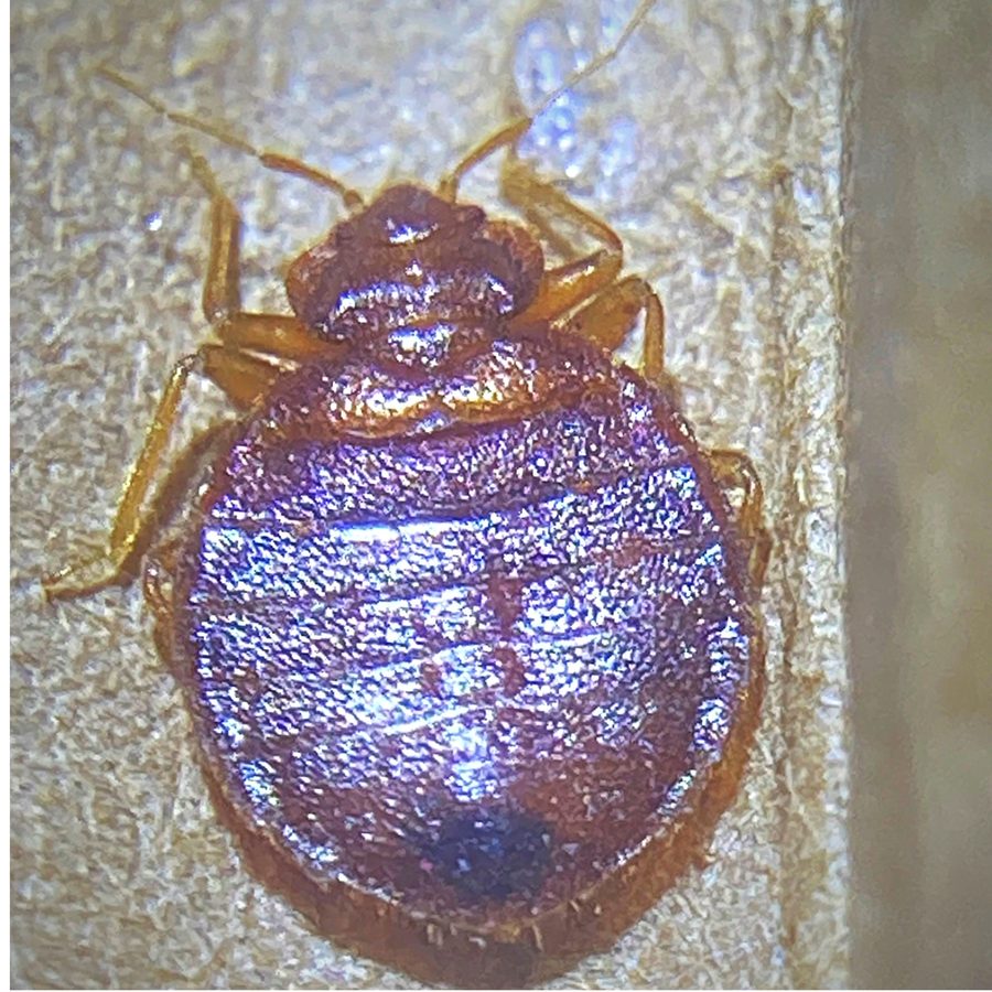Cimex lectularius, the insect that causes a bed bug bite
