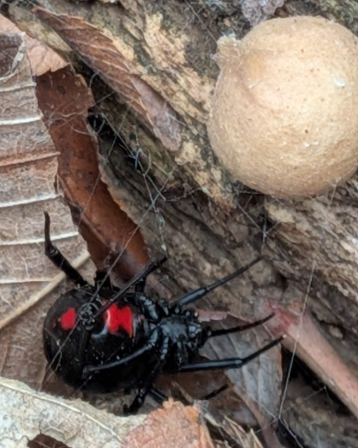 Latrodectus mactans, the insect that causes a black widow spider bite