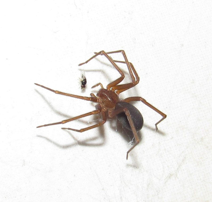 Loxosceles intermedia and related species, the insect that causes a brazilian recluse spider bite