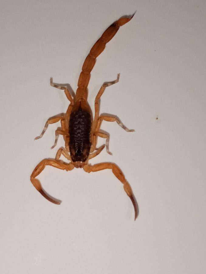 Tityus serrulatus, the insect that causes a brazilian yellow scorpion sting