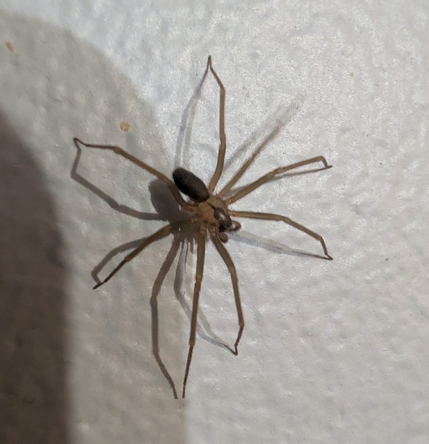 Loxosceles reclusa, the insect that causes a brown recluse spider bite