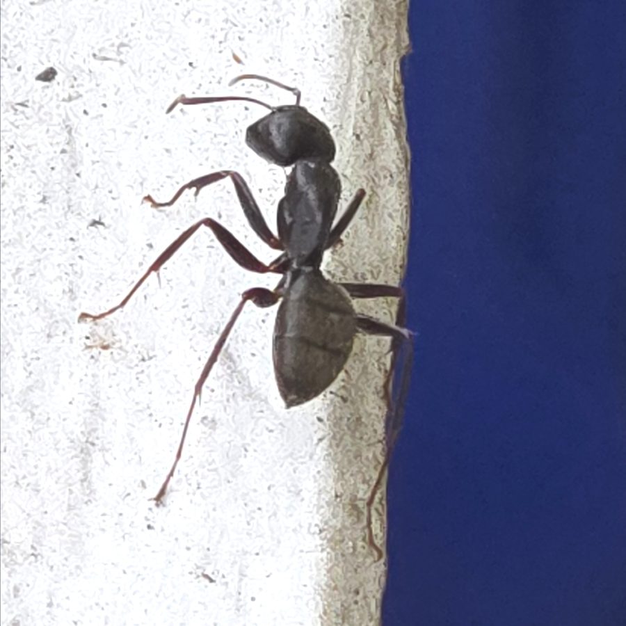Camponotus pennsylvanicus, the insect that causes a carpenter ant bite