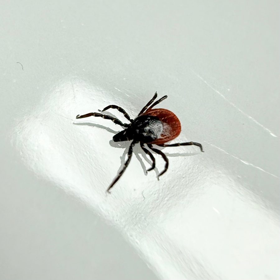 Ixodes ricinus, the insect that causes a castor bean tick bite