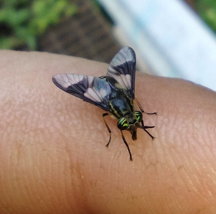 Chrysops spp., the insect that causes a deer fly bite