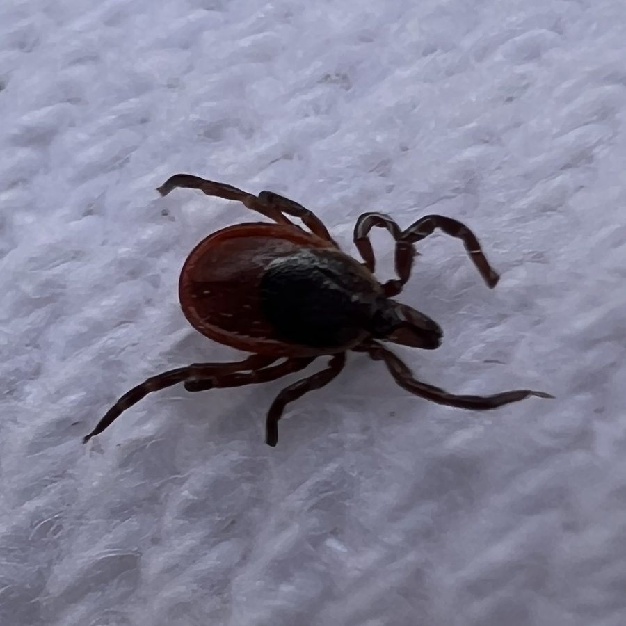 Ixodes scapularis, the insect that causes a deer tick bite
