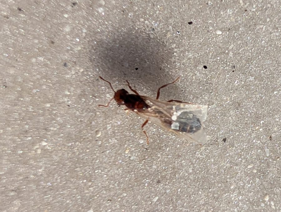 Solenopsis invicta, the insect that causes a fire ant sting