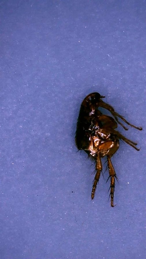 Ctenocephalides felis, the insect that causes a flea bite