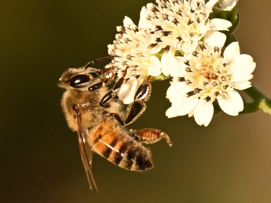 Apis mellifera, the insect that causes a honey bee sting