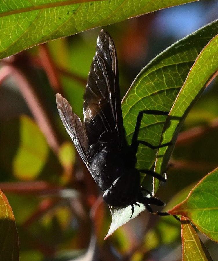 Tabanus spp., the insect that causes a horsefly bite