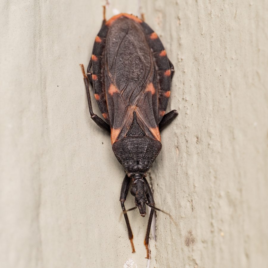 Triatoma sanguisuga, the insect that causes a kissing bug bite