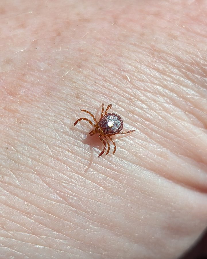 Amblyomma americanum, the insect that causes a lone star tick bite