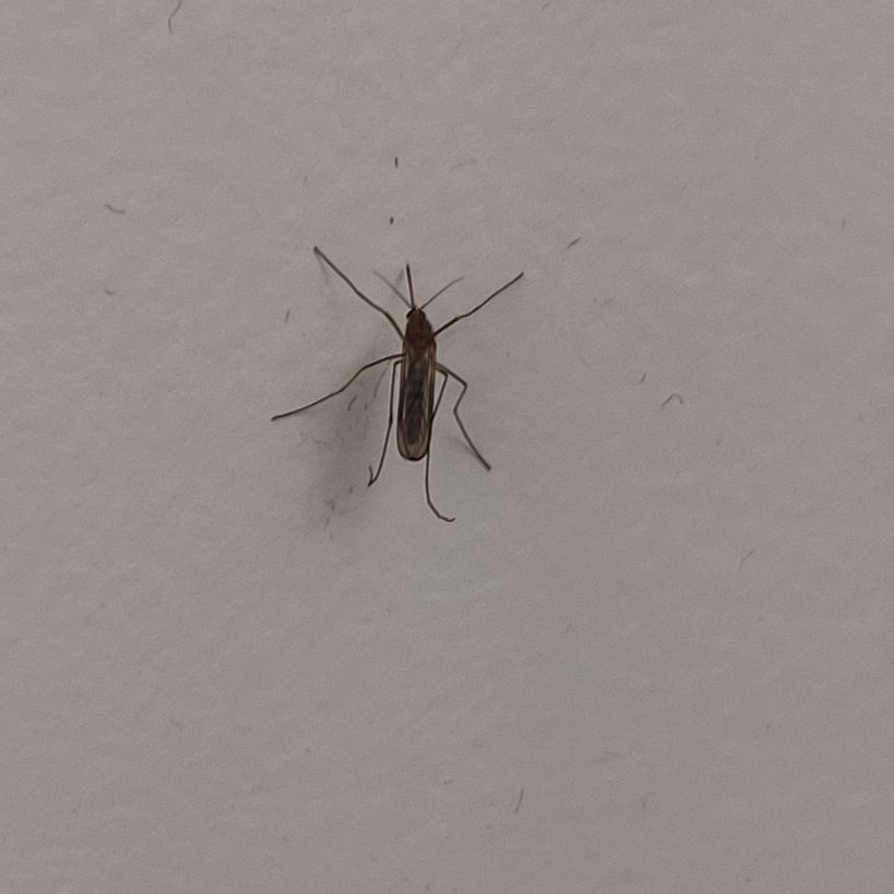 Culicidae (Aedes, Culex, Anopheles), the insect that causes a mosquito bite