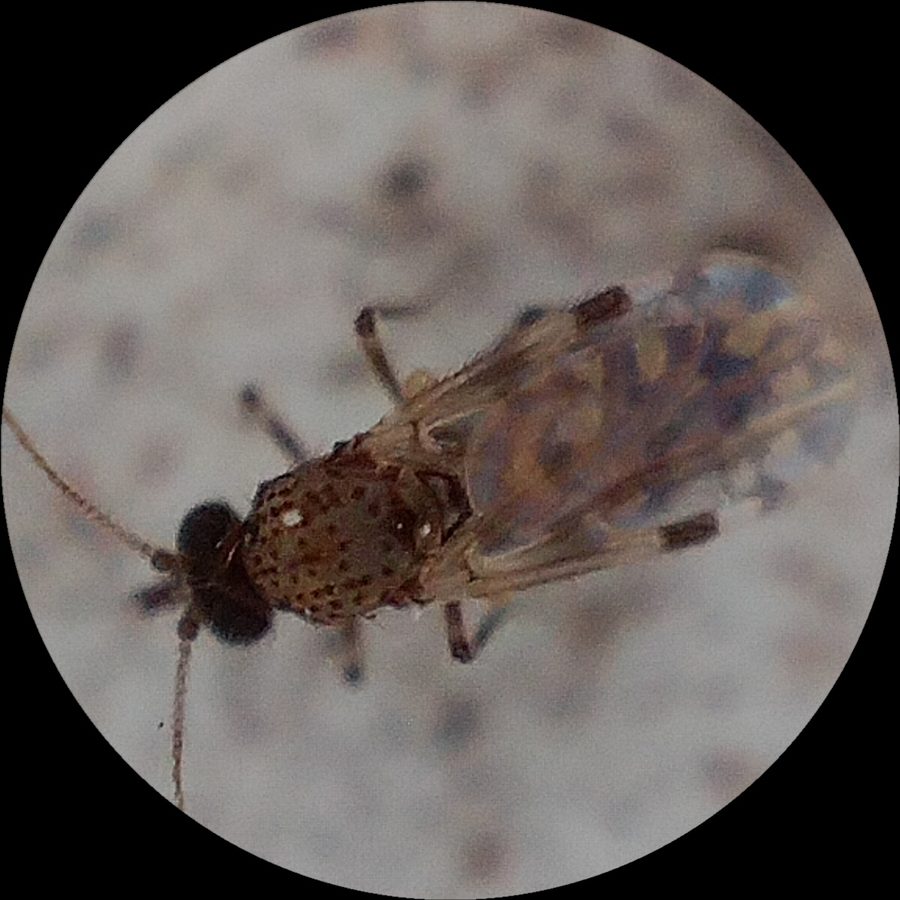 Culicoides spp., the insect that causes a no-see-um bite