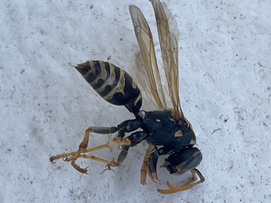 Polistes spp., the insect that causes a paper wasp sting