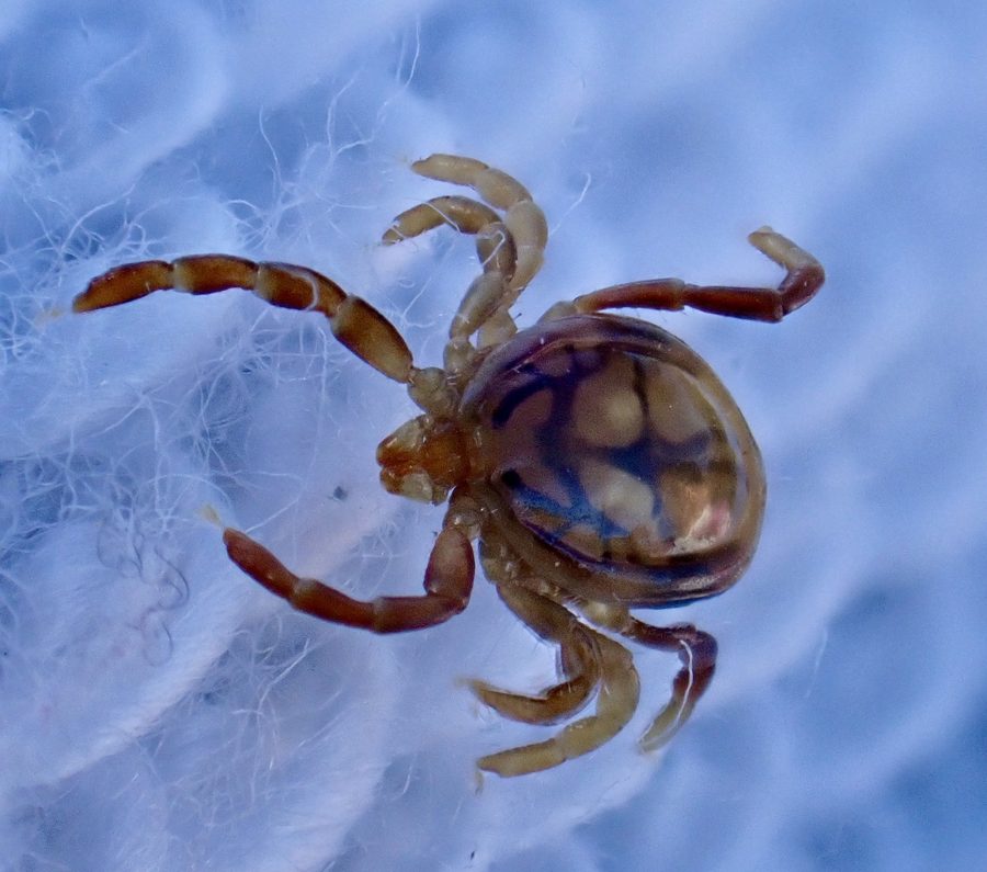 Ixodes holocyclus, the insect that causes a paralysis tick bite