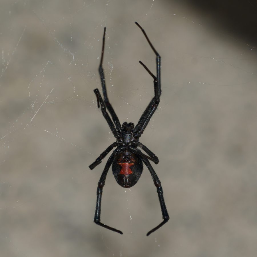 Latrodectus hasselti, the insect that causes a redback spider bite
