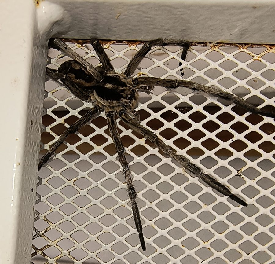 Hogna carolinensis, the insect that causes a wolf spider bite