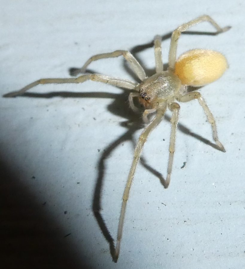 Cheiracanthium mildei, the insect that causes a yellow sac spider bite