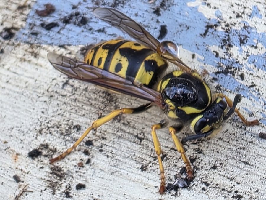Vespula spp., the insect that causes a yellowjacket sting